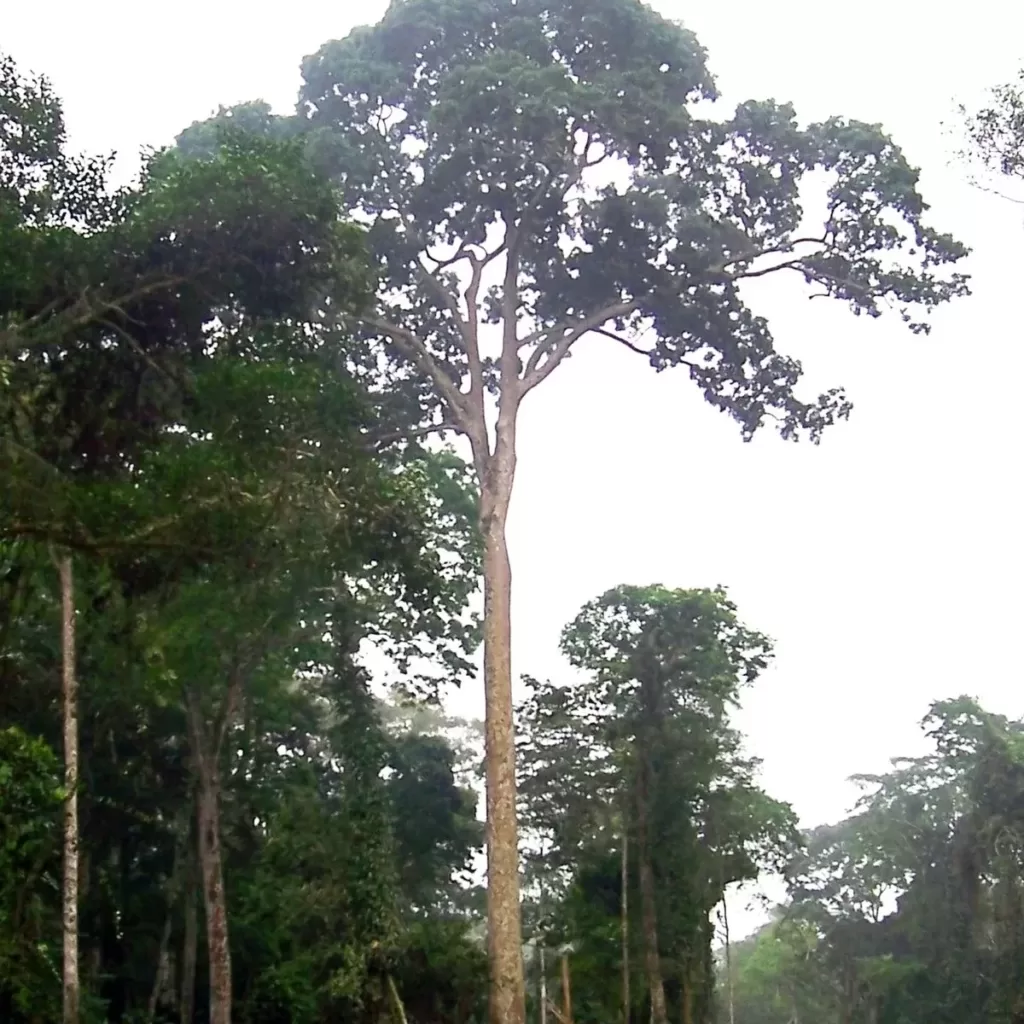 sapele tree