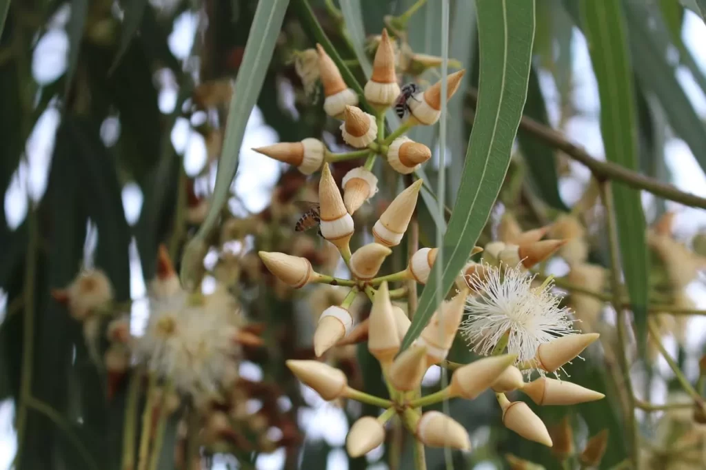 eucalyptus wood