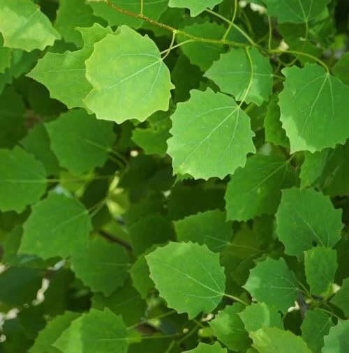 aspen leaves