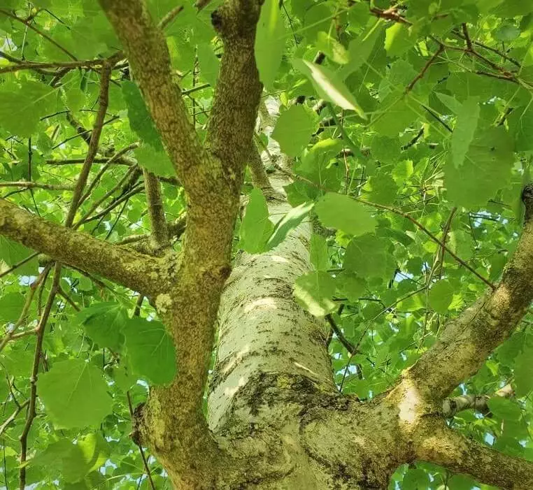 aspen stem and branches