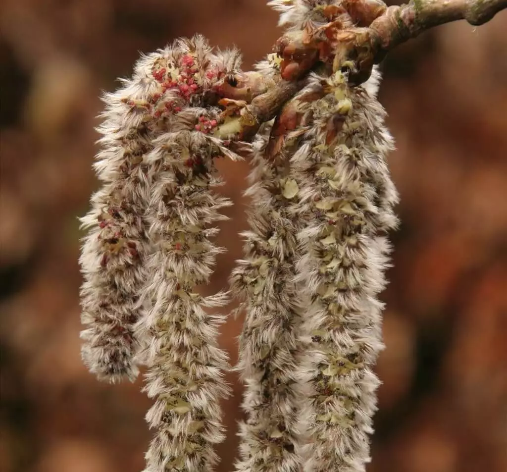 aspen flower and fruit