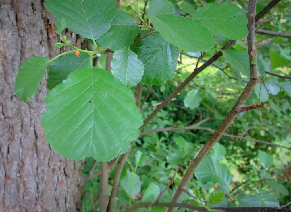 alder stem and branches