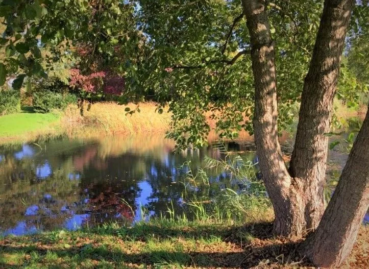 alder tree