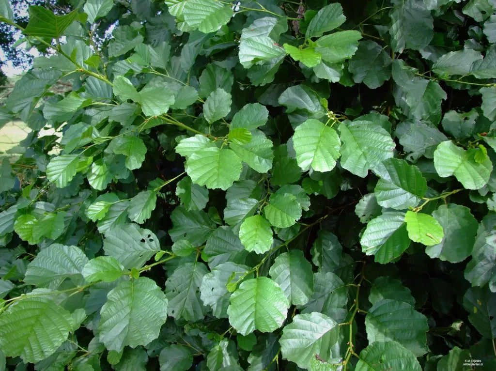 alder leaves