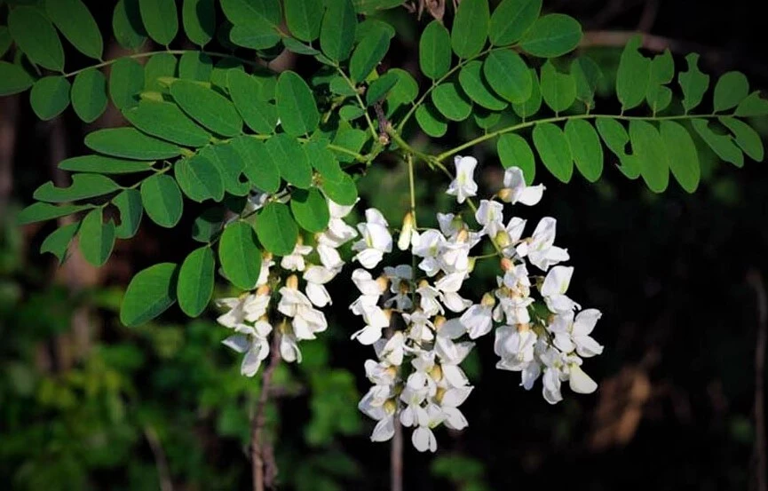 black locust flower