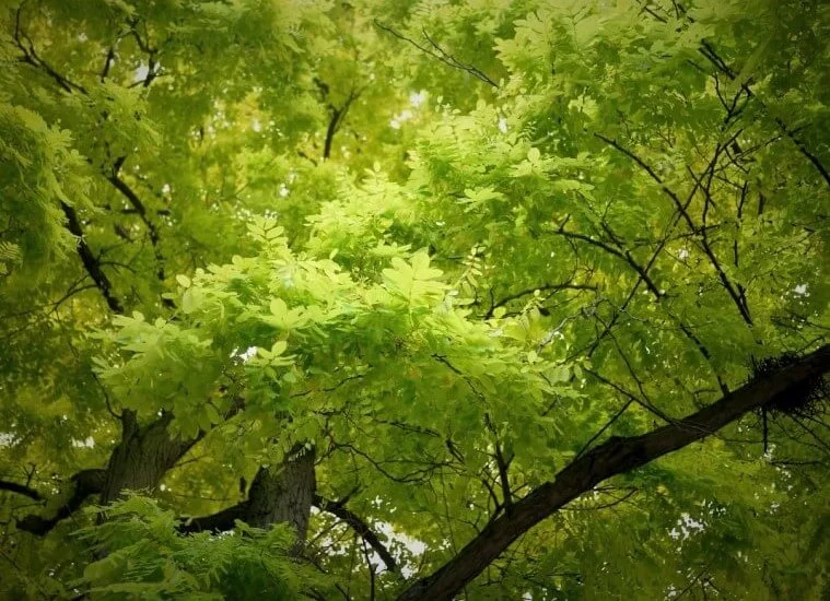 black locust tree